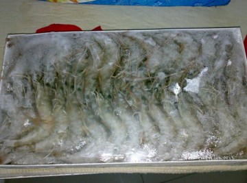 vannamei-shrimps-head-on-hoso
